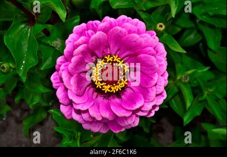 Violette Zinnia Blume in Morgentau aus nächster Nähe, auf verschwommenem grünem Blatthintergrund. Lila Zinnia Blume in voller Blüte im Sommergarten. Sommerblumen Stockfoto