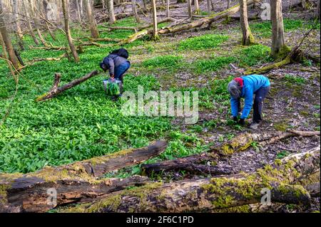 Ein Paar pflückt am Fuße des Wolstonbury Hill im South Downs National Park in West Sussex, England, Bärlauch. Stockfoto