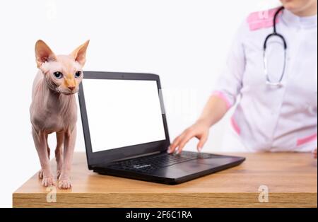 Sphynx Katze an der Rezeption des Tierarztes. Abgeschnitten Foto des Tierarztes in schützenden weißen Kleid, Uniform untersucht Haustier auf Tierarzttisch. Laptop-Bildschirm für Stockfoto