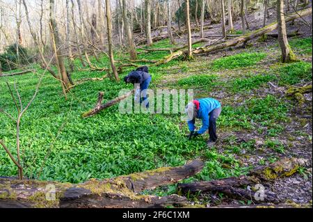 Ein Paar pflückt am Fuße des Wolstonbury Hill im South Downs National Park in West Sussex, England, Bärlauch. Stockfoto