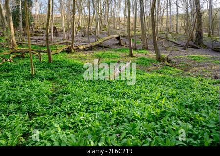 Ein Feld mit wildem Knoblauch blüht vor der Blüte auf Wolstonbury Hill im South Downs National Park in West Sussex, England. Stockfoto