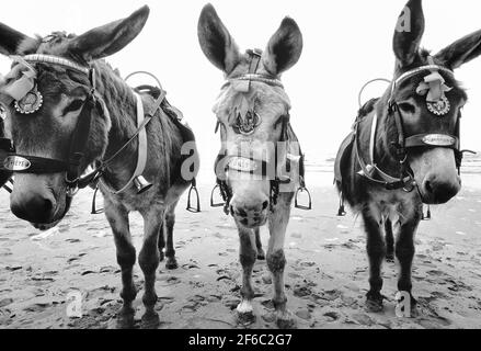 Beach Esels am Blackpool Beach, Lancashire, England, Großbritannien Stockfoto