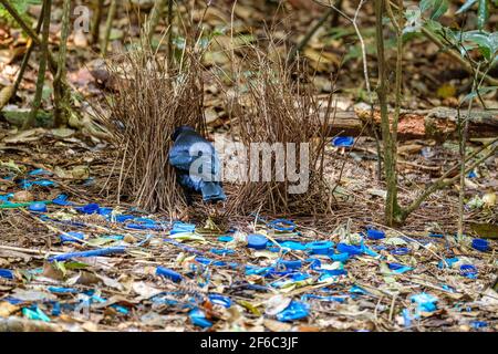 O'Reilly's Rainforest Retreat, Green Mountains National Park Stockfoto