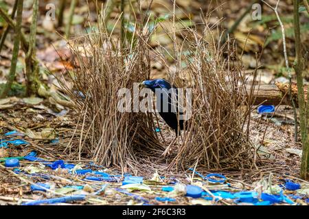 O'Reilly's Rainforest Retreat, Green Mountains National Park Stockfoto