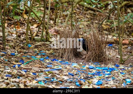 O'Reilly's Rainforest Retreat, Green Mountains National Park Stockfoto