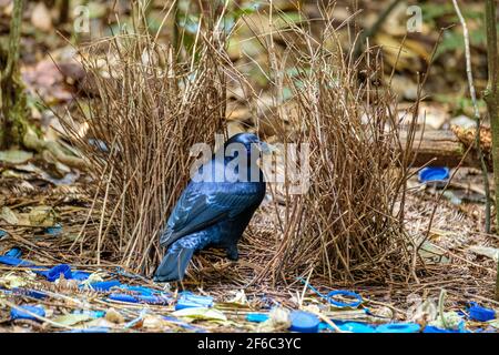 O'Reilly's Rainforest Retreat, Green Mountains National Park Stockfoto