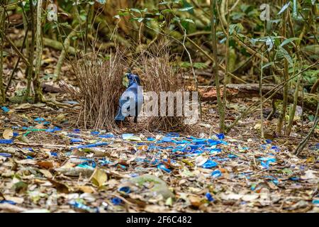 O'Reilly's Rainforest Retreat, Green Mountains National Park Stockfoto