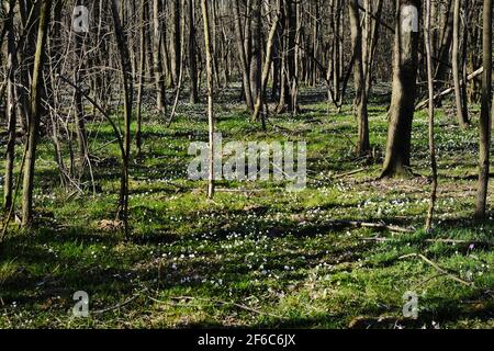 Ein Feld von Mängeln im Holz Stockfoto