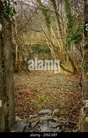 Tholtan, verlassene Gebäude an der Spitze von Dhoon Glen, Isle of man Stockfoto