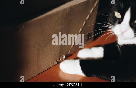 Schwarze Katze mit weißem Hals und Pfoten sitzt in einem dunklen Raum auf dem Boden neben einem Karton. Karton mit Katzennägeln verkratzt. Tier Stockfoto