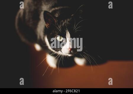 Schwarze Katze mit weißem Hals und Pfoten und gelben Augen blickt auf die Kamera, die in einem dunklen Raum auf einem roten Boden in der Frühlingssonne sitzt, die auf die Katze scheint