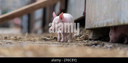 Freilandferkel, die auf einem Bauernhof herumlaufen, North Yorkshire, Großbritannien. Stockfoto