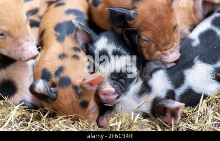 Wurf von Freiland-Ferkeln, die in einem Haufen auf einem Strohbett schlafen, North Yorkshire, Großbritannien. Stockfoto