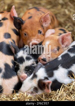 Wurf von Freiland-Ferkeln, die in einem Haufen auf einem Strohbett schlafen, North Yorkshire, Großbritannien. Stockfoto