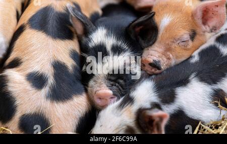 Wurf von Freiland-Ferkeln, die in einem Haufen auf einem Strohbett schlafen, North Yorkshire, Großbritannien. Stockfoto