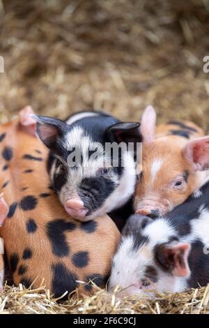 Wurf von Freiland-Ferkeln, die in einem Haufen auf einem Strohbett schlafen, North Yorkshire, Großbritannien. Stockfoto