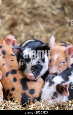 Wurf von Freiland-Ferkeln, die in einem Haufen auf einem Strohbett schlafen, North Yorkshire, Großbritannien. Stockfoto