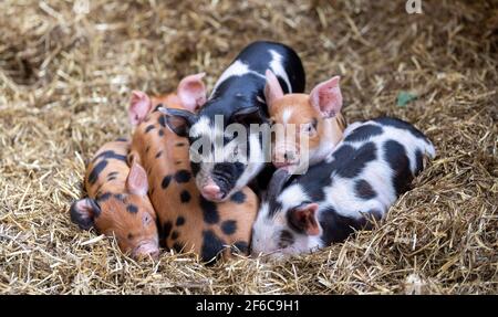 Wurf von Freiland-Ferkeln, die in einem Haufen auf einem Strohbett schlafen, North Yorkshire, Großbritannien. Stockfoto