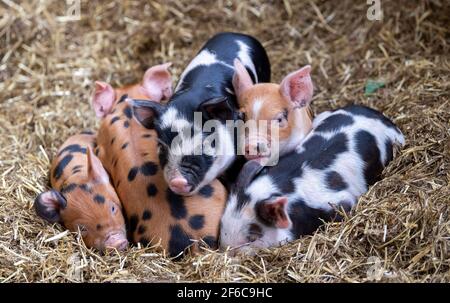 Wurf von Freiland-Ferkeln, die in einem Haufen auf einem Strohbett schlafen, North Yorkshire, Großbritannien. Stockfoto