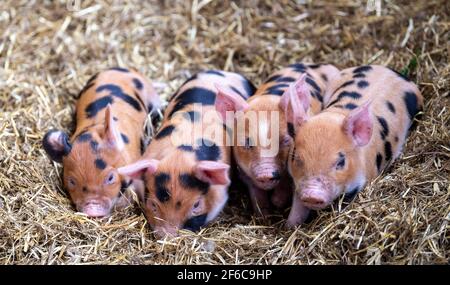 Wurf von Freiland-Ferkeln, die in einem Haufen auf einem Strohbett schlafen, North Yorkshire, Großbritannien. Stockfoto