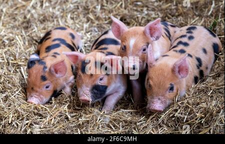 Wurf von Freiland-Ferkeln, die in einem Haufen auf einem Strohbett schlafen, North Yorkshire, Großbritannien. Stockfoto