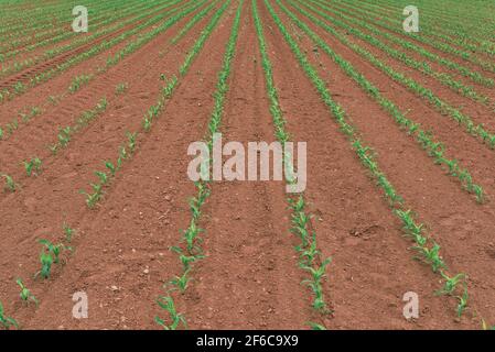 Reihen von jungen grünen Maispflanzen Feld in abnehmende Perspektive, Maissanpflanzung im Frühjahr Stockfoto