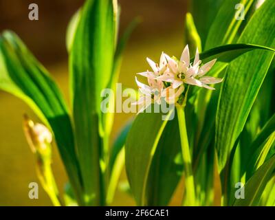 Ramsons (Allium ursinum). Bekannt als Bärlauch, Wild Garlic, Wood Garlic - Nahaufnahme von frischen Blumen. Stockfoto