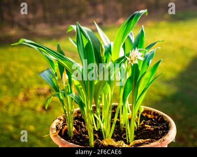 Ramsons (Allium ursinum). Bekannt als Bärlauch, Wild Garlic, Wood Garlic - wächst und blüht zu Hause in einem Topf. Stockfoto