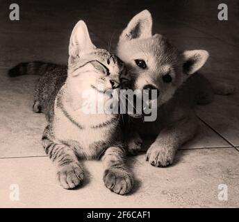 Zwei Freunde shiba inu Welpe und tabby Katze Stockfoto