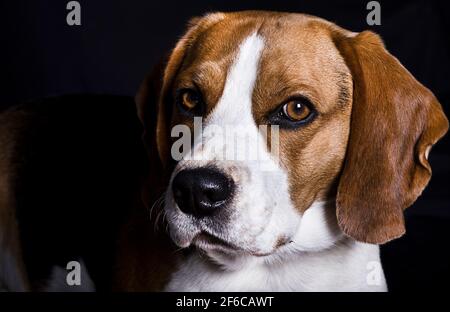 Porträt eines Beagle, der auf die Kamera schaut. Schwarzer Hintergrund. Stockfoto