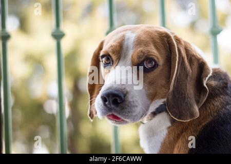 Hund der Beagle-Rasse auf der Fensterbank und Starrt aus dem Fenster Stockfoto