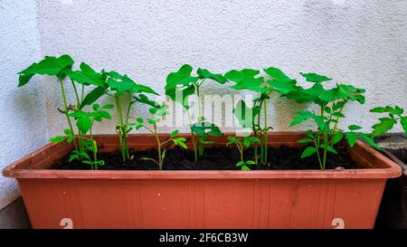 Kleiner Keimling aus Bohnen und Tomaten in einem Balkontopf Stockfoto