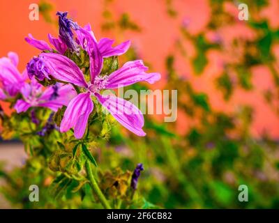 Käse/Malve (Malva sylvestris var. mauritiana) - Nahaufnahme einer Blume mit Zistillen in der Mitte Stockfoto