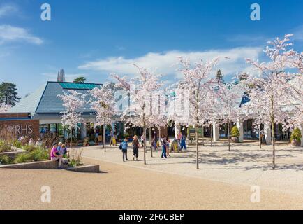 RHS Wisley Eingang mit Kirschblütenbäumen. Stockfoto