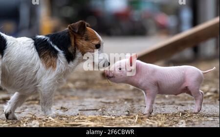 Jack Russell Terrier trifft auf ein junges Ferkel im Farmhof, North Yorkshire, Großbritannien. Stockfoto