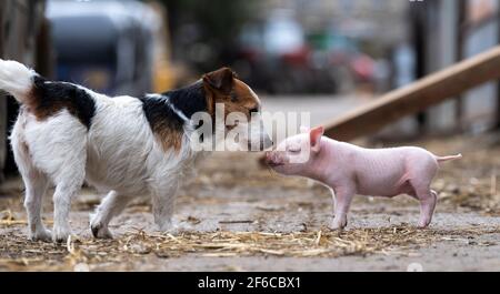 Jack Russell Terrier trifft auf ein junges Ferkel im Farmhof, North Yorkshire, Großbritannien. Stockfoto