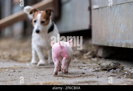 Jack Russell Terrier trifft auf ein junges Ferkel im Farmhof, North Yorkshire, Großbritannien. Stockfoto