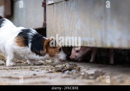 Jack Russell Terrier trifft auf ein junges Ferkel im Farmhof, North Yorkshire, Großbritannien. Stockfoto