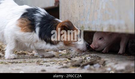 Jack Russell Terrier trifft auf ein junges Ferkel im Farmhof, North Yorkshire, Großbritannien. Stockfoto