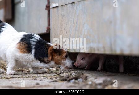 Jack Russell Terrier trifft auf ein junges Ferkel im Farmhof, North Yorkshire, Großbritannien. Stockfoto