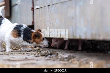 Jack Russell Terrier trifft auf ein junges Ferkel im Farmhof, North Yorkshire, Großbritannien. Stockfoto