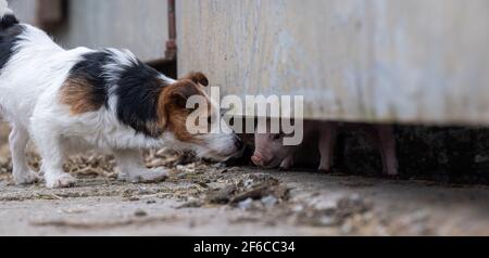 Jack Russell Terrier trifft auf ein junges Ferkel im Farmhof, North Yorkshire, Großbritannien. Stockfoto