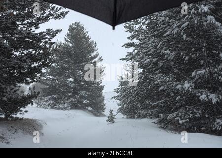 Starker Schneefall auf Pinien in Sizilien schneebedeckten Boden Auf dem Berg des Ätna Parks Stockfoto