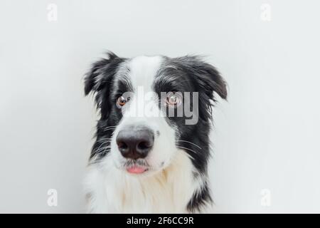 Lustige Studio Porträt von niedlichen lächelnden Welpen Hund Grenze Collie isoliert auf weißem Hintergrund. Neues schönes Mitglied der Familie, kleiner Hund, der guckt und wartet Stockfoto