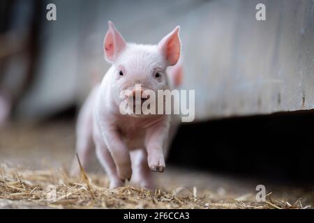 Freilandferkel, die auf einem Bauernhof herumlaufen, North Yorkshire, Großbritannien. Stockfoto