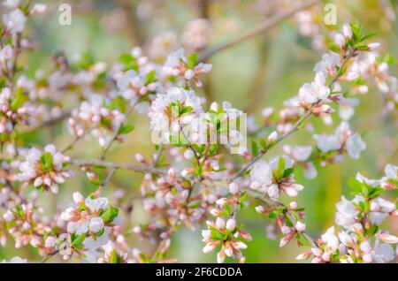 Kirschblüte in voller Blüte. Geringe Schärfentiefe. Konzentrieren Sie sich auf die mittlere Blütengruppe. Stockfoto