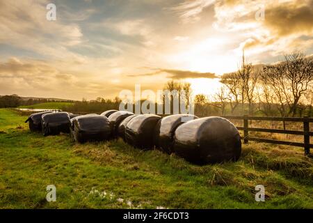 Silageballen neben einem Holzzaun in einem grünen Feld, bei Sonnenuntergang an einem bewölkten Winternachmittag, Dumfries und Galloway, Schottland Stockfoto