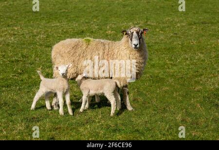 Swaledale Maultier Schafe mit ihren neugeborenen Zwillingslämmern im Frühling, stand in grünem Weideland. Ein Lamm füttert für ihre Mutter. Konzept: Das l einer Mutter Stockfoto