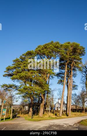 Caledonian Pinien am Clateringshaws Loch und Besucherzentrum, Dumfries und Galloway, Schottland Stockfoto