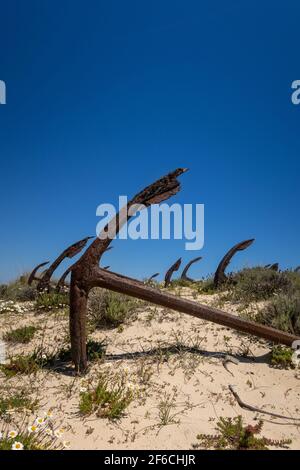 Ilha de Tavira mit Ankerfriedhof am Strand von Praia do Barril, mit vielen rostenden Ankern im Sand. Ostalgarve, Portugal Stockfoto